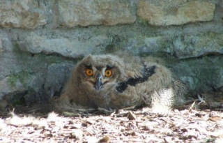  Descubre los pájaros 